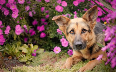 Alman Çoban köpekleri, çiçek, çalı
