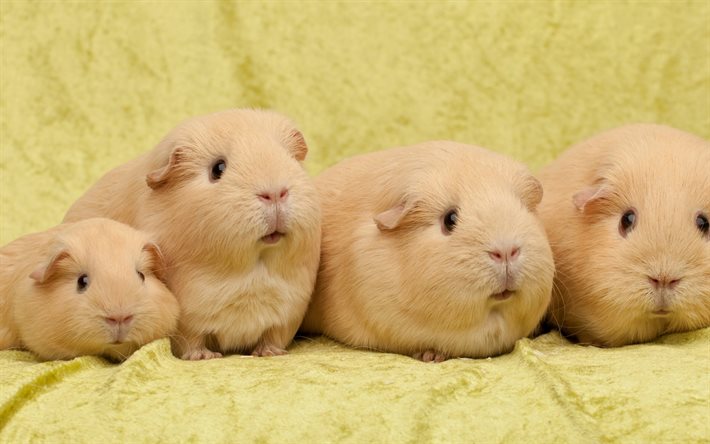 guinea pigs, family, cute animals, beige guinea pig