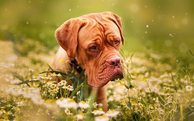 Bordeaux dog, grass, sad dog, muzzle, dogs