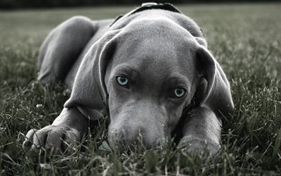 labrador cinza, olhos azuis, cachorro, grama, cachorros, retriever