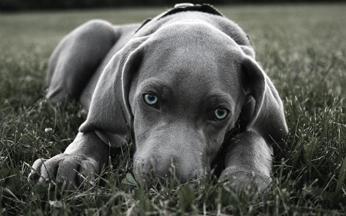 harmaa labrador, siniset silmät, pentu, ruoho, koirat, noutaja