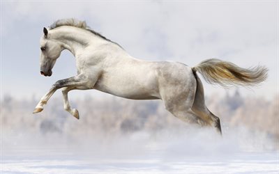 vit häst, häst, springhäst, hästar