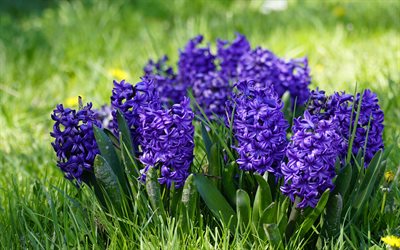 lila hyacinter, grönt gräs, rabatt, vilda blommor, hyacinter, vackra blommor, hyacinterfoto, hyacinterbilder, bakgrund med hyacinter