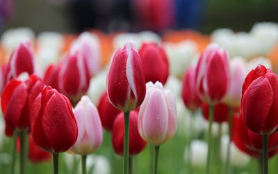tulipas vermelhas e brancas, primavera, flores silvestres, tulipas cor de rosa, flores da primavera, tulipas, fundo com tulipas