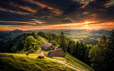 Switzerland, sunset, hills, cows, meadows, farm, sun rays, swiss nature, pictures with mountains, Europe