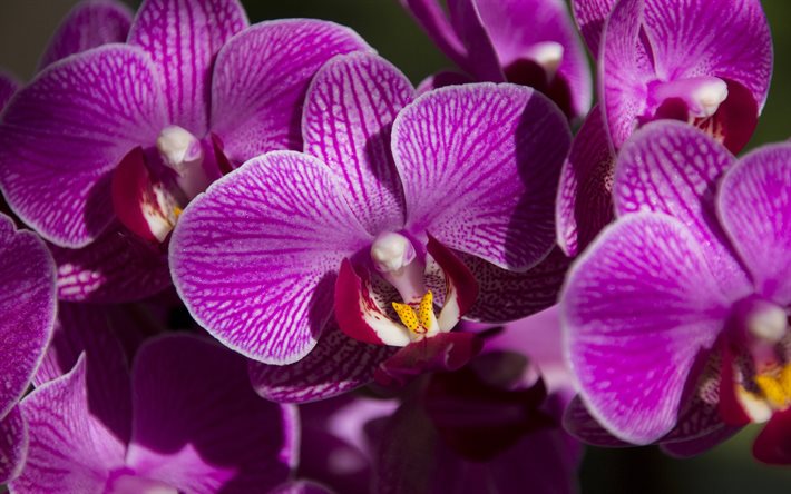 lila orkidéer, phalaenopsis blomma, bakgrund med rosa orkidéer, rosa blommor, orchidaceae, orkidéknopp, orkidégren