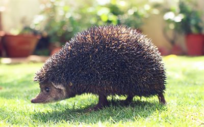 hedgehog, 4k, bokeh, close-up, funny animals, garden, hedgehogs, pictures with hedgehog, Erinaceinae