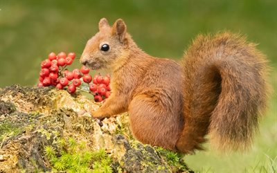 scoiattolo, simpatici animali, scoiattolo con bacche, animali della foresta, scoiattolo marrone, bacche arancioni, scoiattoli