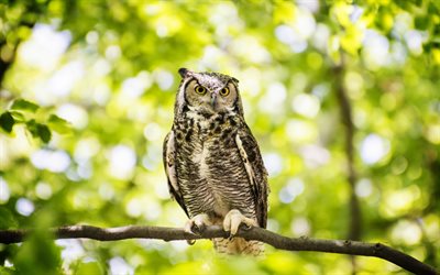 Owl on a branch, bokeh, wildlife, summer, pictures with owls, Strigiformes, Owls, Owl