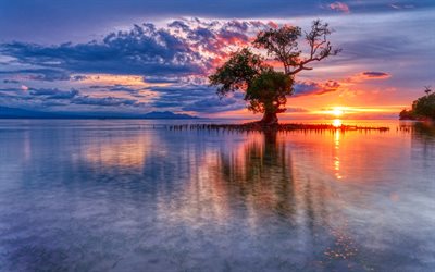 indonesia, 4k, tramonto, mare, molo, albero, bella natura, asia, natura indonesiana, immagini con il mare
