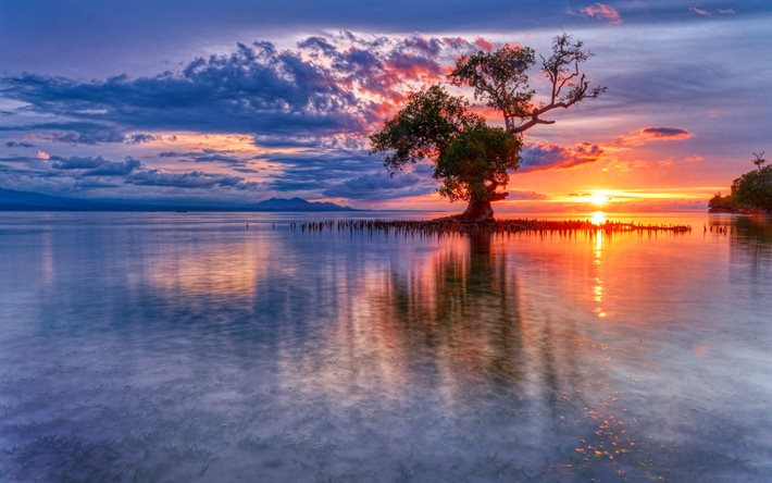 indonesien, 4k, solnedgång, hav, pir, träd, vacker natur, asien, indonesiens natur, bilder med hav