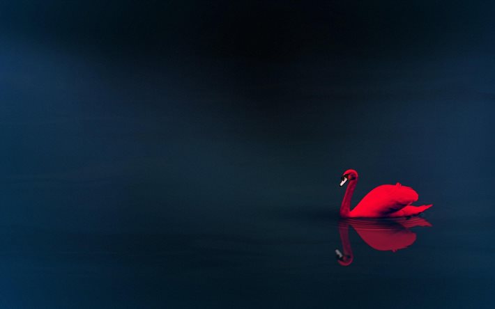 cisne vermelho, 4k, fundo cinza