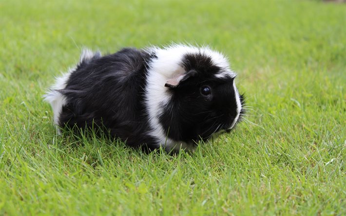guinea pig, funny animals, grass, rodent