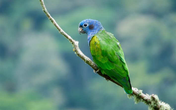 blåhövdad papegoja, exotiska fåglar, blåhårig pionus, bokeh, papegojor, pionus menstruus