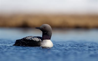 Pacific loon, 4k, bokeh, exotic birds, Gavia pacifica, bird on lake, wildlife, pictures with birds