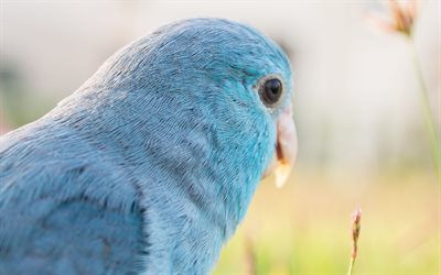 pacific parrotlet, 4k, exotiska fåglar, lessons parrotlet, bokeh, blå fåglar, papegojor, forpus coelestis