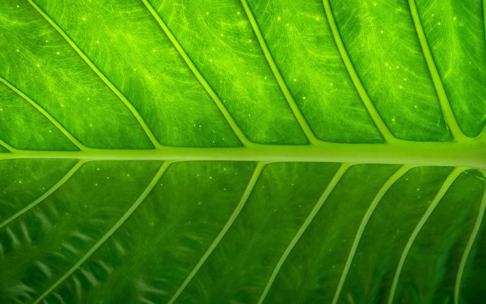 foglia verde, 4k, di foglie, di riflesso, impianto