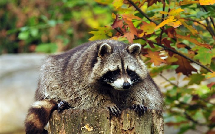 animal, raccoon is, a carnivorous mammal