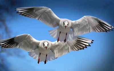 pair, flight, seagull, wings, bird, white, nature