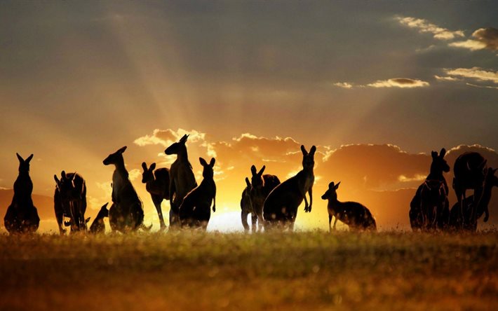 solnedgång, känguru, siluett, däggdjur