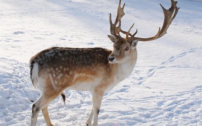 snow, animal, wild reindeer, deer, traces