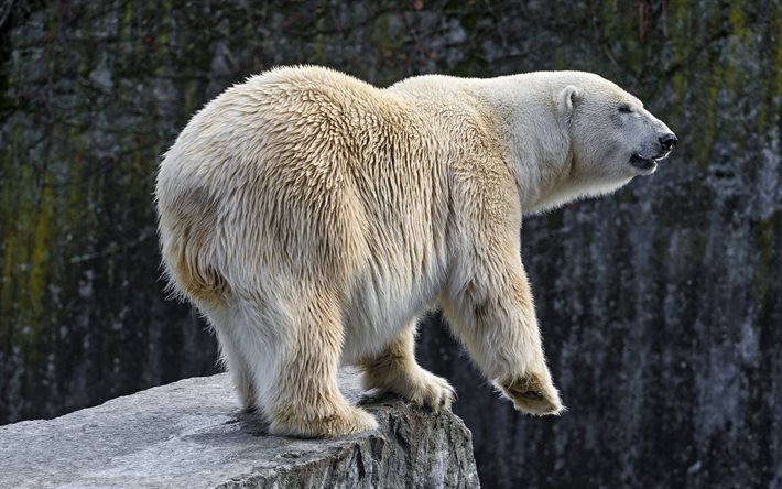 polar bear, animal, rock, predator