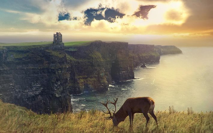 horizon, grass, deer, scotland, nature