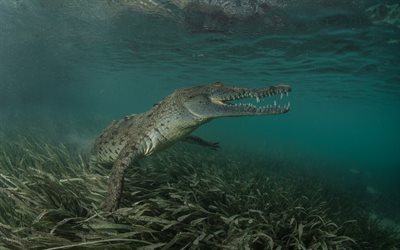 crocodile, underwater, water, alligator, algae