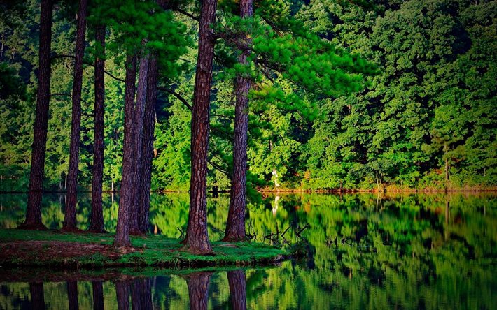 shore, reflection, trees, forest, the lake