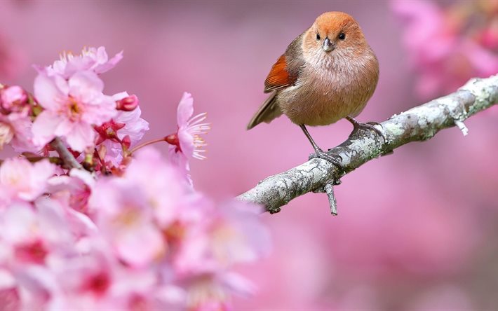 bird, branch, sakura, flowers, nature