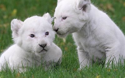 predator, albino, white lion, cubs, green grass