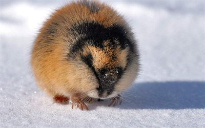 l'hiver, la neige, de la fourrure, de rongeurs, de lemmings, une famille de hamsters