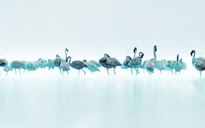birds, blue flamingos, bird, fantasy