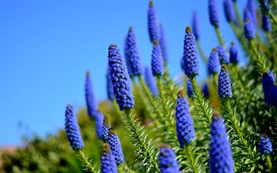 hortensia, campo, flores, la naturaleza, prados, azul