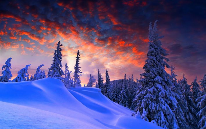 clouds, the sky, sunset, the snow, forest, winter, spruce