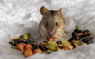 roedores, nieve, semillas, ratón de campo, los frutos secos, invierno