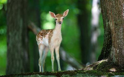 deer, cute baby, baby, forest