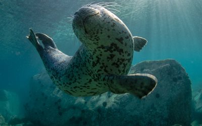 underwater, under water, seal, mammals