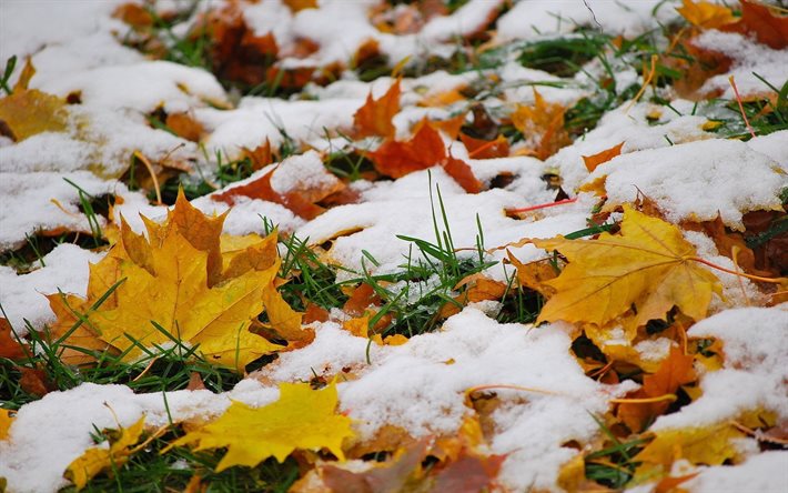 snow, leaves, nature