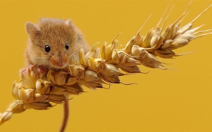 ratón de campo, ratón, macro, cereales, trigo