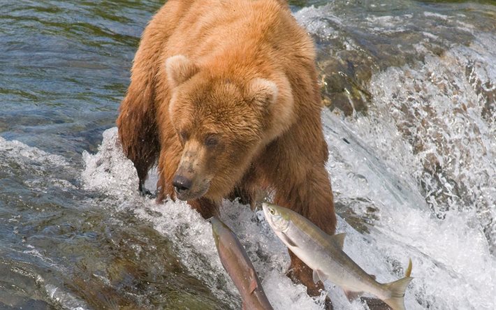 fiskar, djur, vilda, bruna, björnar, rovdjur