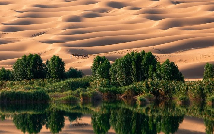 oasis, les arbres, le désert, à dos de chameau
