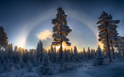 冬, 木, 森林, 夕日, 寒冷, 雪, 自然, 太陽