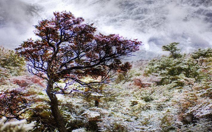 árvore, topo, patagonia