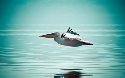 pelicano, pássaro, água, reflexão