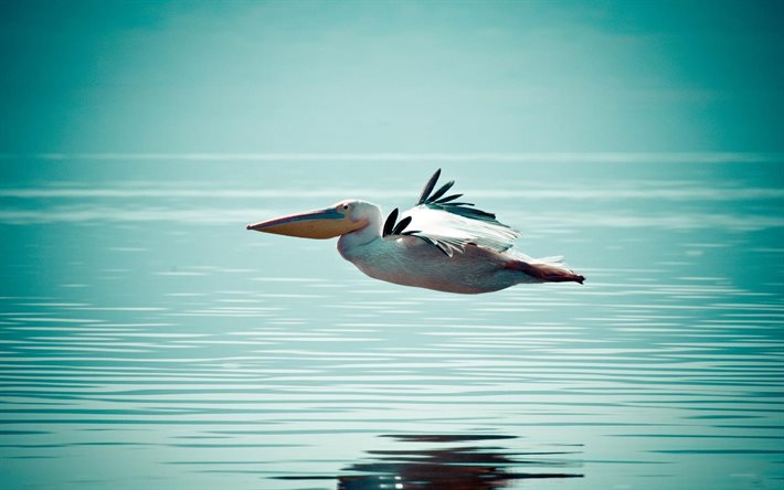 pelican, bird, water, reflection