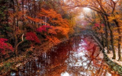 autumn, river, foggy morning, forest, jangsung, south korea