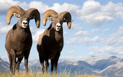 bighorn sheep, hill, nature, horns