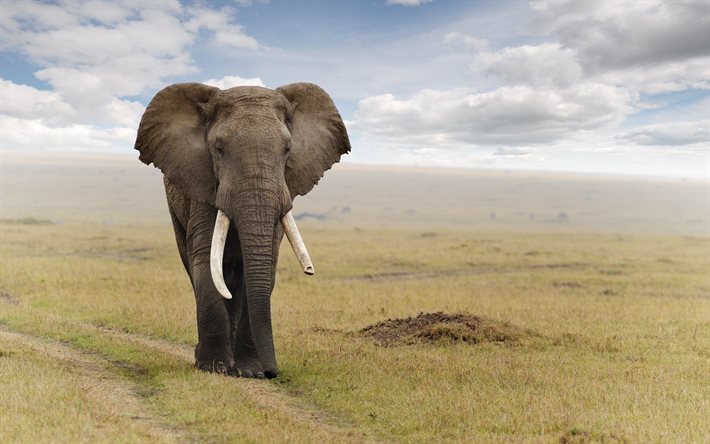 road, elephant, tusk, mammal