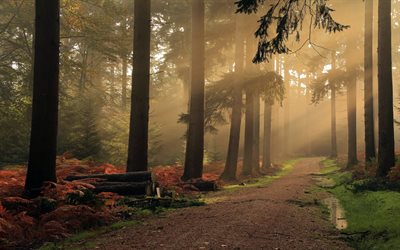 landscape, nature, fog, dirt road, forest, sunrise, dawn, trees, grass, the rays of the sun, england